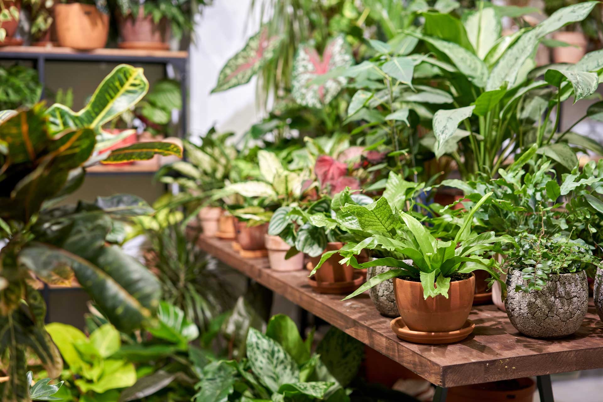 Culture indoor, Matériel Jardinage en intérieur