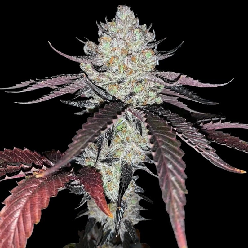 MARSHMALLOW OG - graines de...