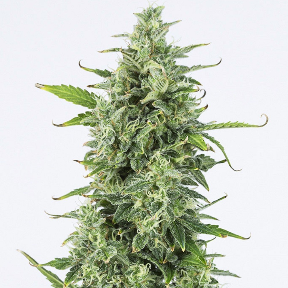 OG Kush Autoflowering -...