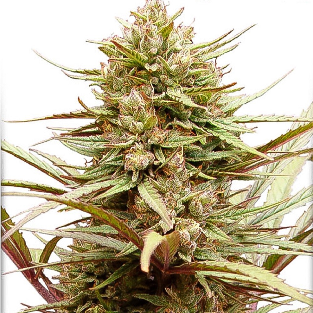 CBD Compassion - graines de...