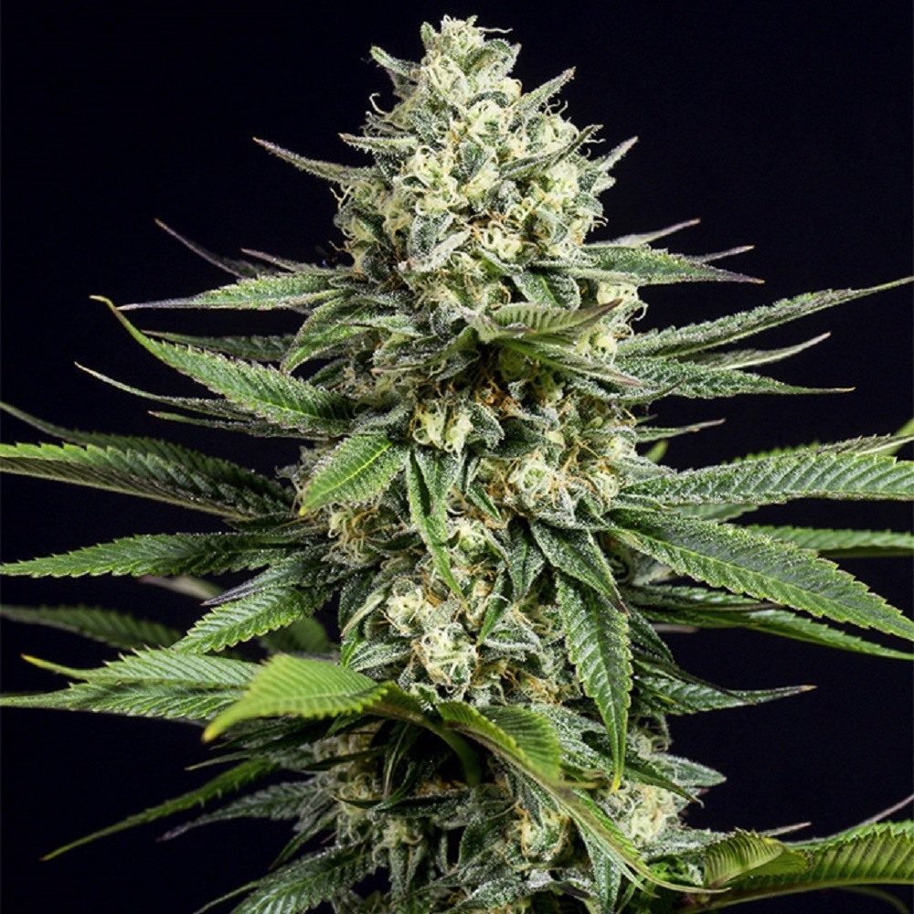 OG Kush CBD - graines de...