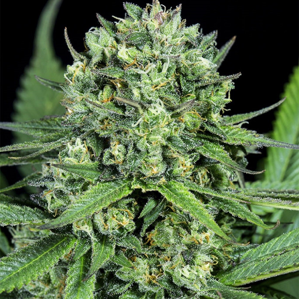 Cheese CBD - graines de...