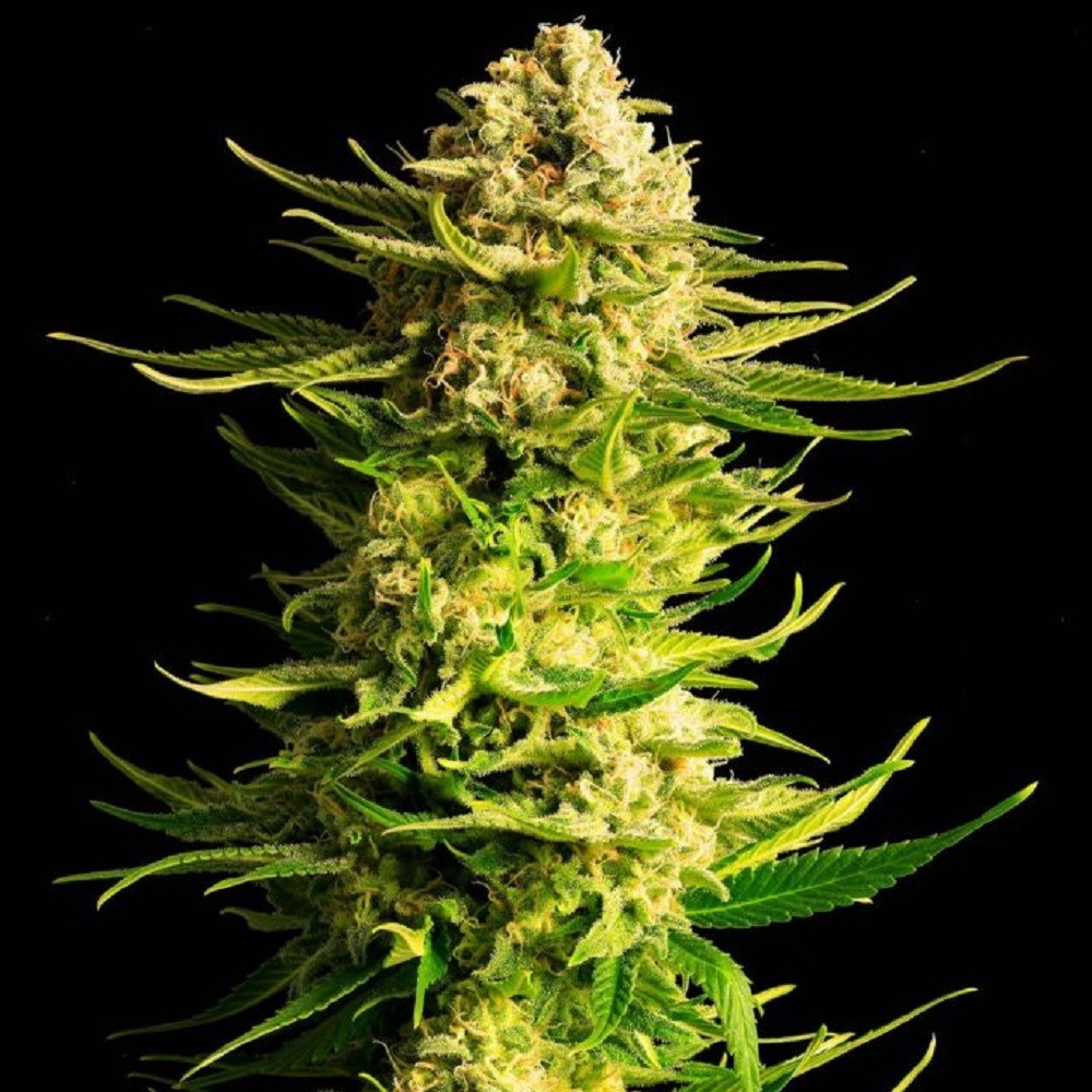 Indica Cream - graines de...