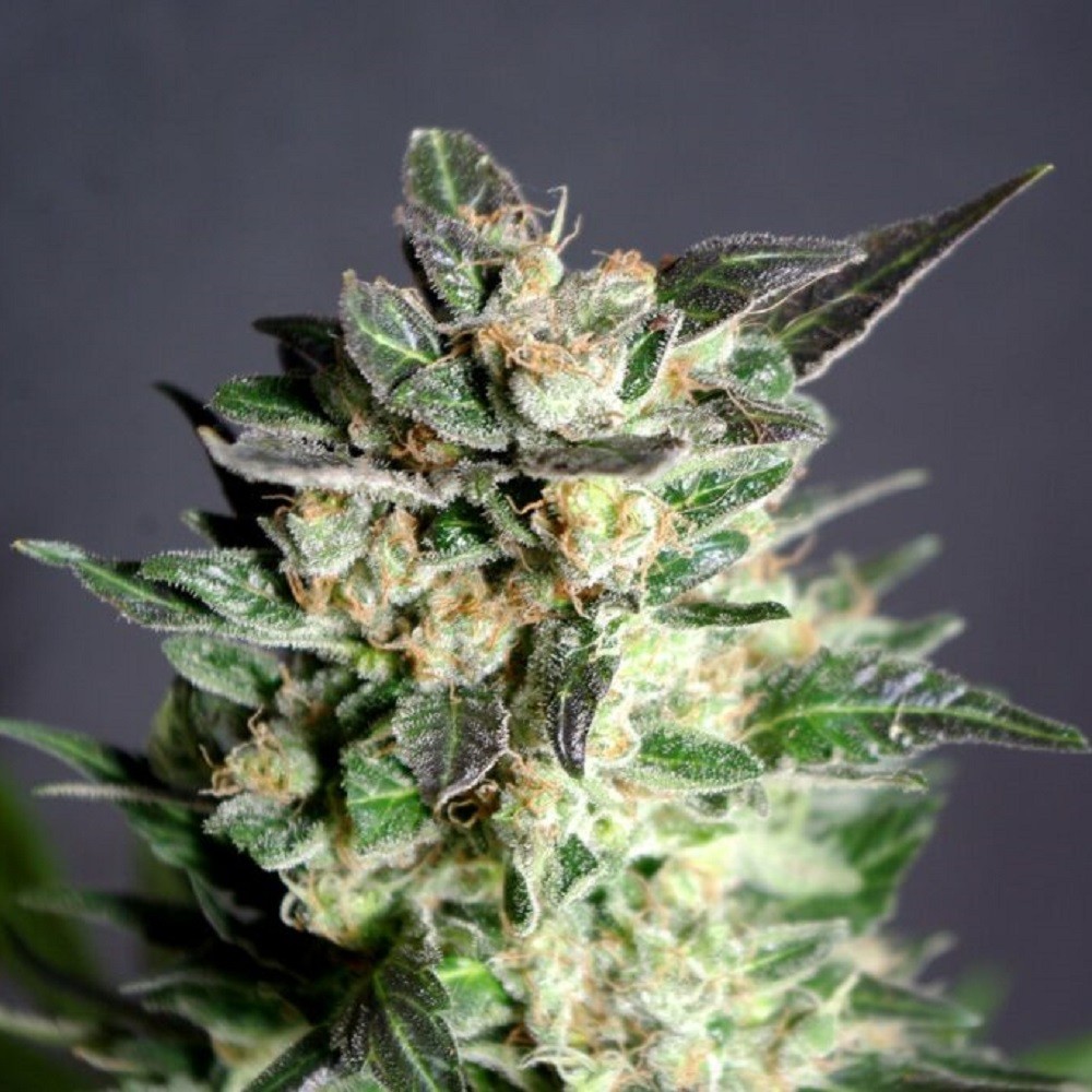 Diesel Glue - graines de...