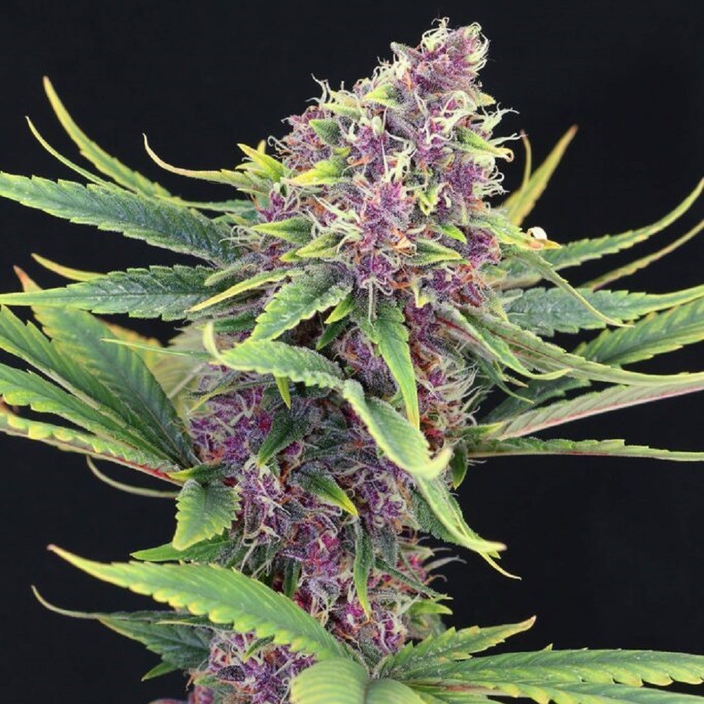 Purple Kush - graines de...