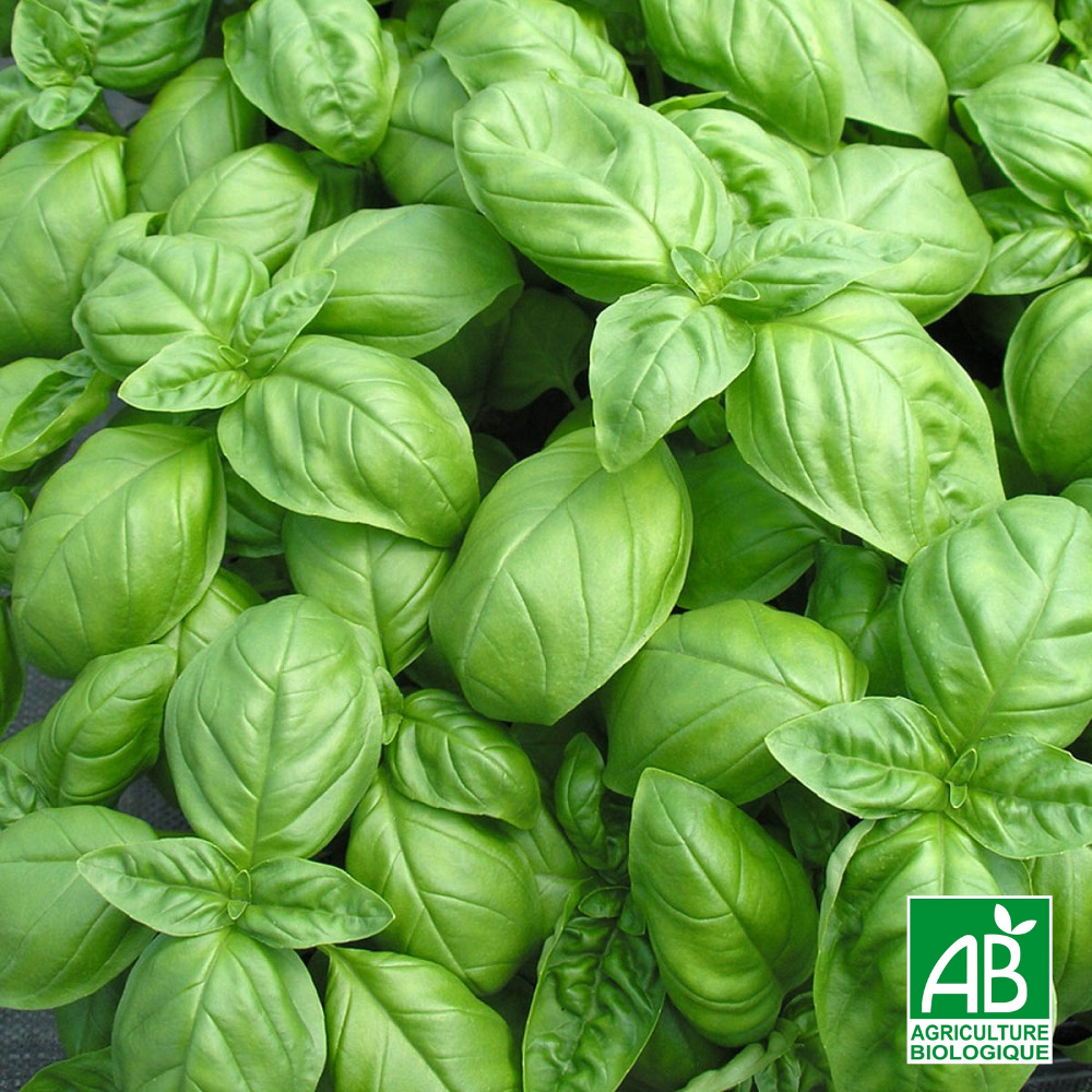 Basilic Genovese AB - La...