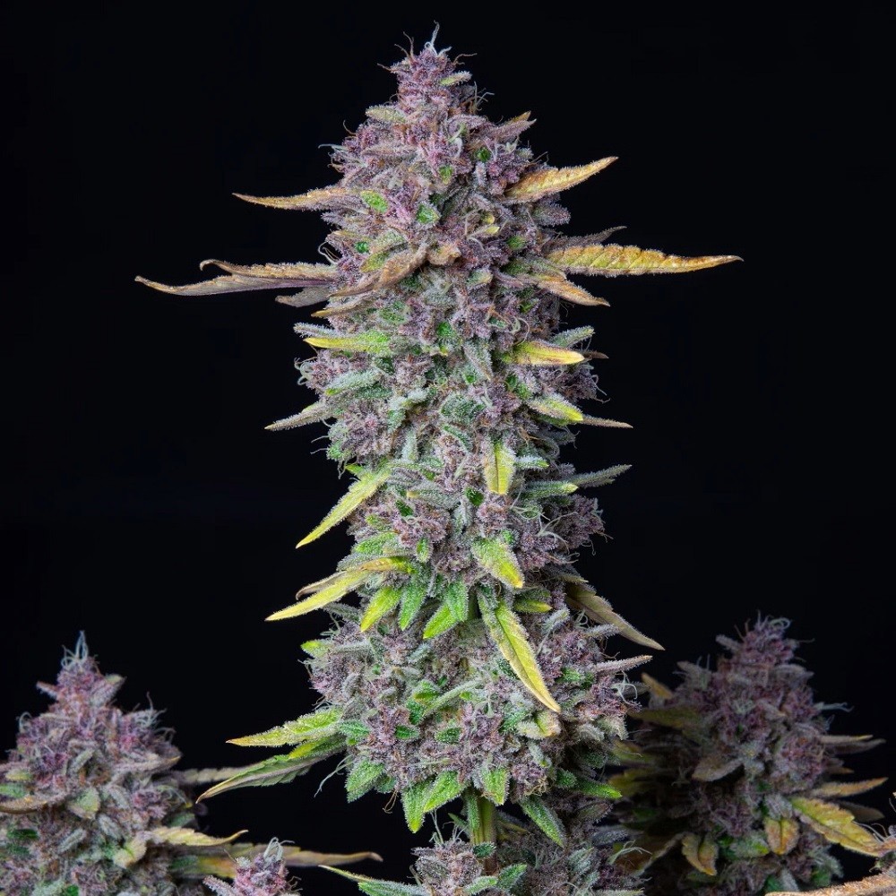 Purple Punch - graines de...