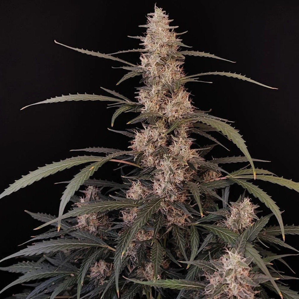 Amnesia Haze - graines de...