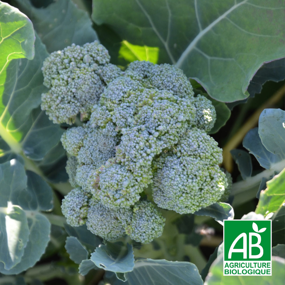 Chou Brocoli Vert Calabrese...