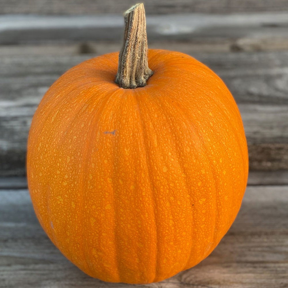 Courge Jack O Lantern AB -...