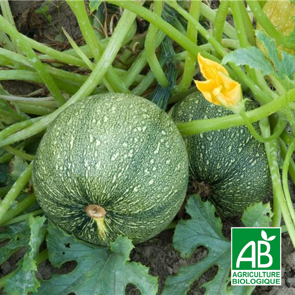 Courgette de Nice a fruit...