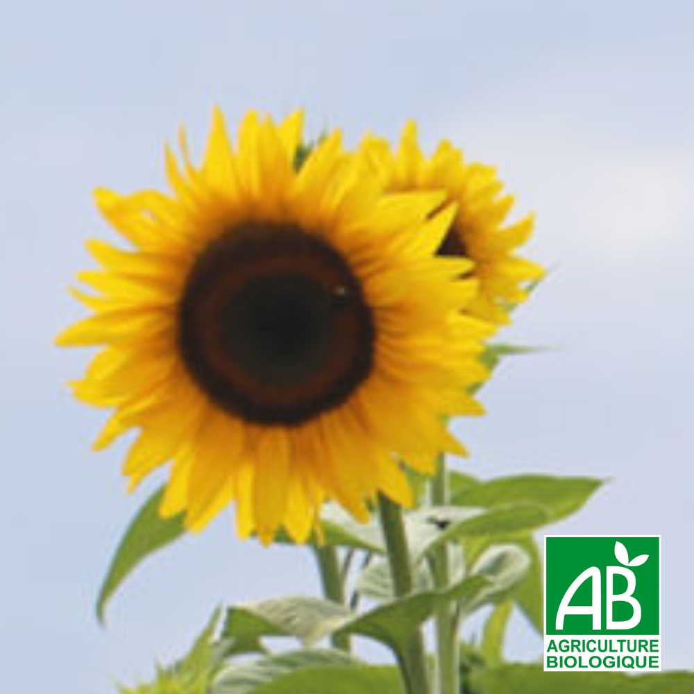 Tournesol Géant AB - La...