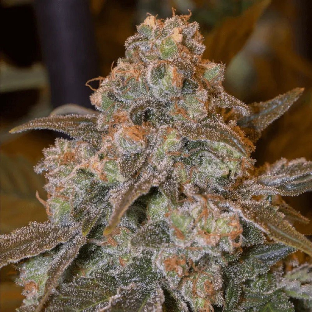 GORILLA FROST - graines de...