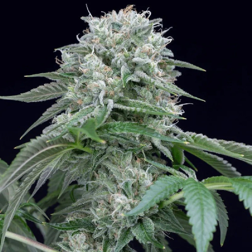 STARFIRE OG - graines de...