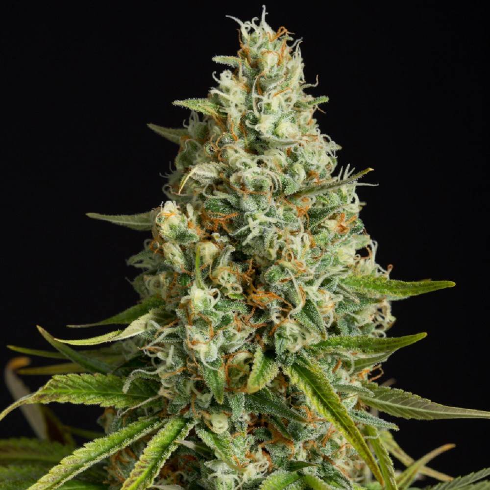 AMNESIA LEMON - graines de...