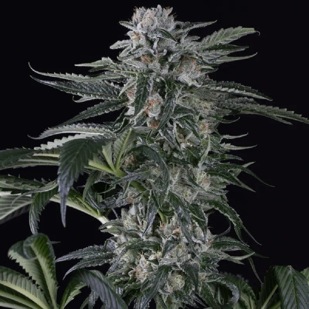 Moby Dick AUTO - graines de...