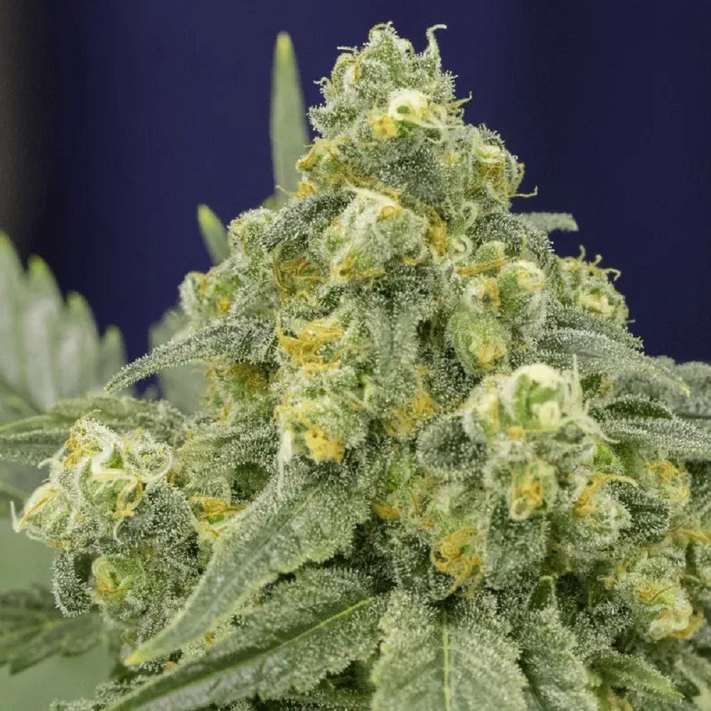 White Widow - graines de...