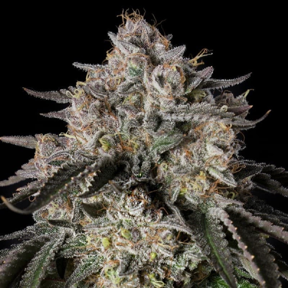 Cherry Essence - graines de...