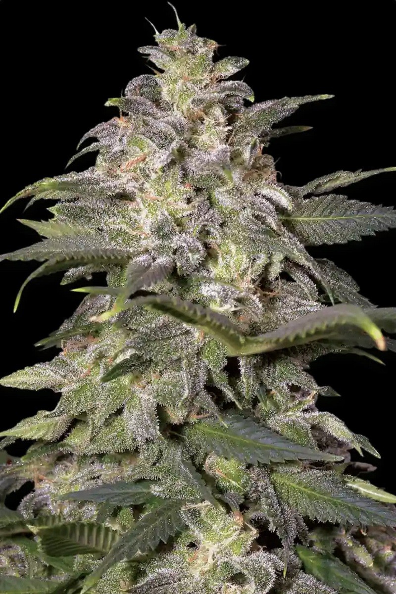 MAGIC BUD - graines de...