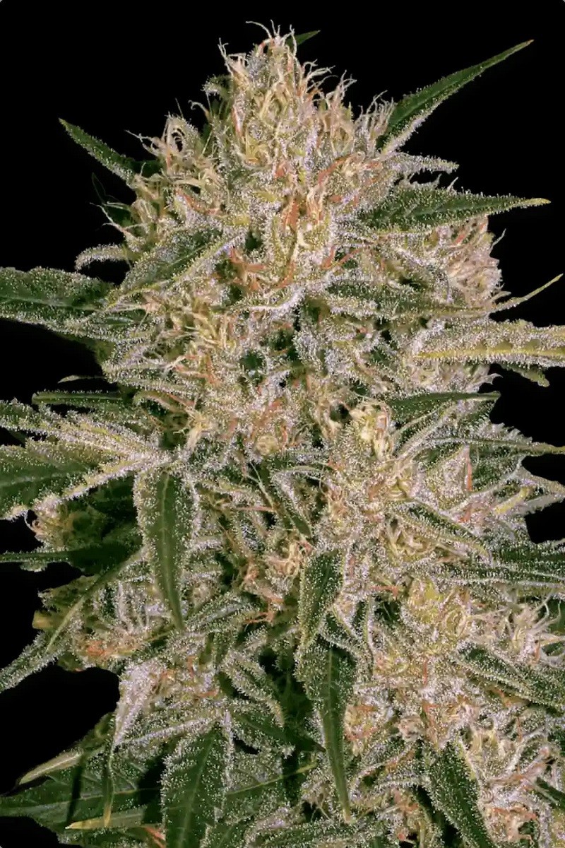 NEBULA II CBD - graines de...