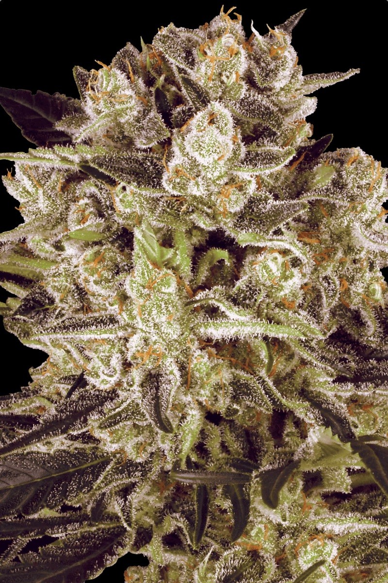 DURGA MATA II CBD - Graines...