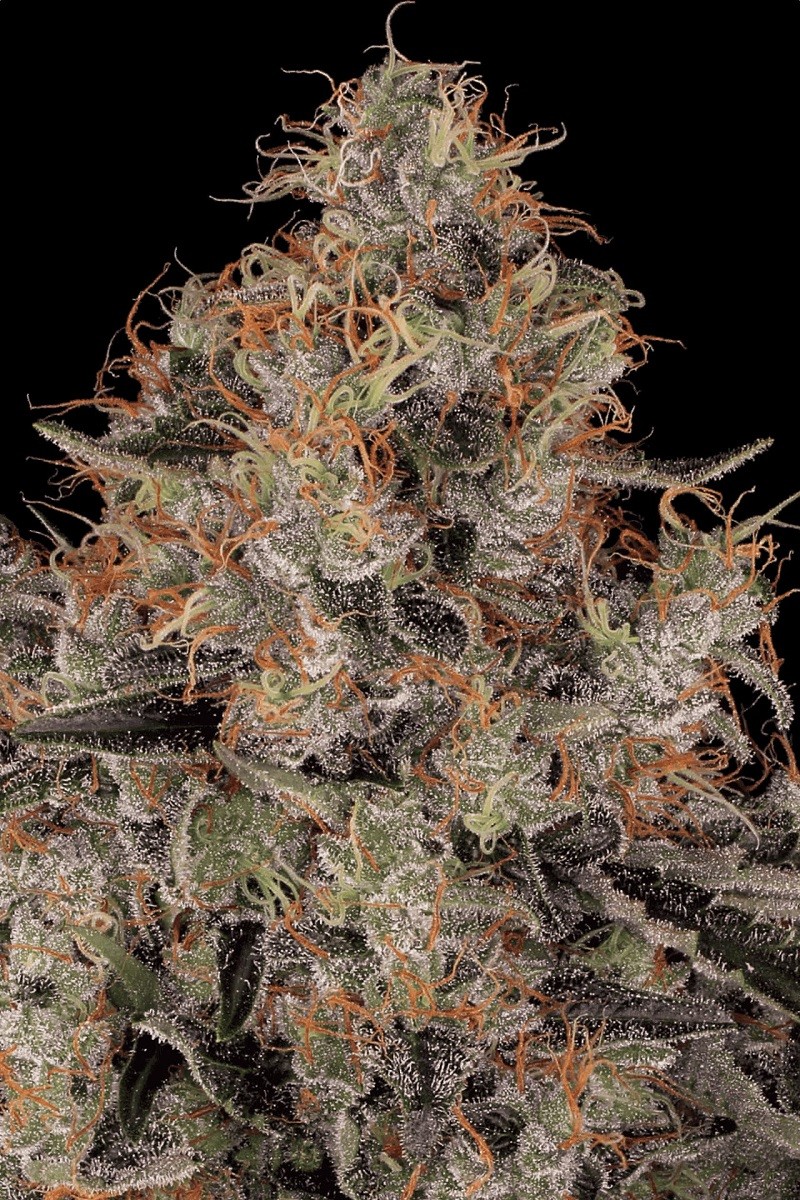 BLUE KUSH BERRY - graines...