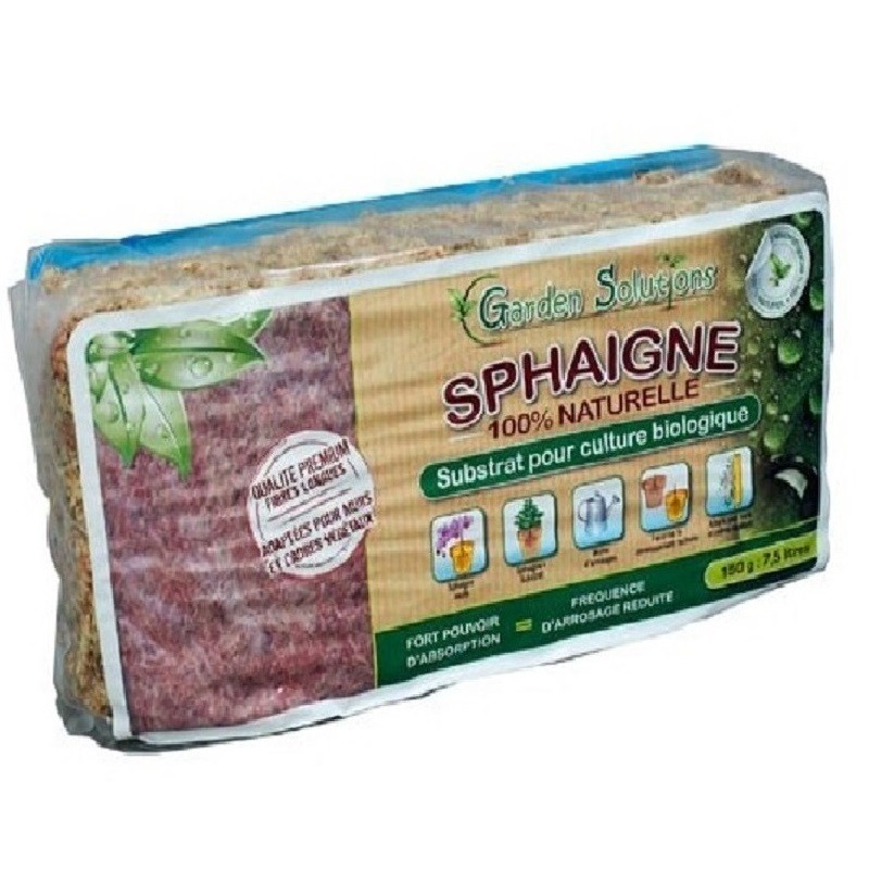 Sphaigne du Chili - 1 Kg -...